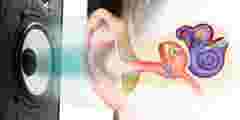 Sound speaker and structure of the human ear. Influence of loud sound on hearing.
