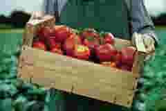 Picking of tomatoes by App
