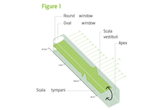 The human ear3 compressor