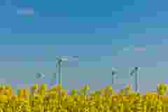 Wind turbines in the fields