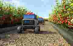 Robots transport tomatoes in the Tomato plants