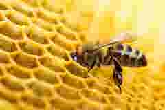 INTERNAL USE Case Study HoneyInstruments bee background