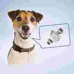 INTERNAL USE Case Study dog collars Case study dog u9c 345