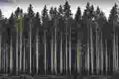 dark sustainable pine forest