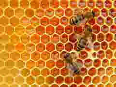 INTERNAL USE Case Study HoneyInstruments bees background