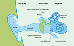 Anatomy-of-the-human-ear-01
