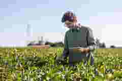 Worker in soybean field with silo in the background