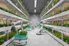 Automatic agricultural technology with robots harvesting lettuce in greenhouse