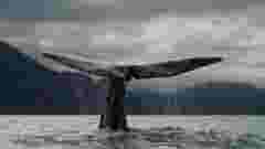 blue whale diving in the ocean with flippers above the water