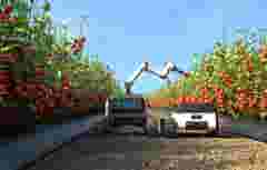 Robot picking tomatoes in a tomato garden