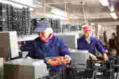 Fruit packers weigh strawberries for packaging