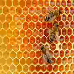 INTERNAL USE Case Study HoneyInstruments bees background resource 345px